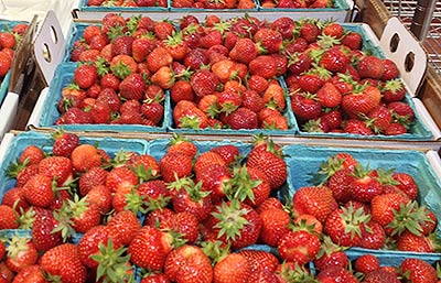 Fresas Frescas, Kevin and I went strawberry picking in the …